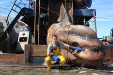 Фотовыставка Романа Федорцова «Фантастические твари или Чудо-Юдо Рыба-кит»