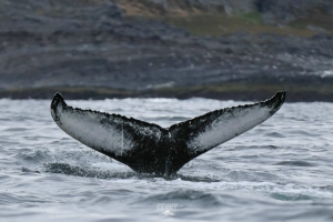 Заседание клуба путешественников «Гольфстрим» по теме «Арктический мониторинг: пластик и фауна Баренцева моря»