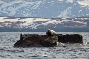 Заседание клуба путешественников «Гольфстрим» по теме «Арктический мониторинг: пластик и фауна Баренцева моря»