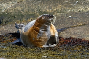 Заседание клуба путешественников «Гольфстрим» по теме «Арктический мониторинг: пластик и фауна Баренцева моря»