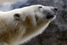 беседа о белом медведе  «Полярный великан»
